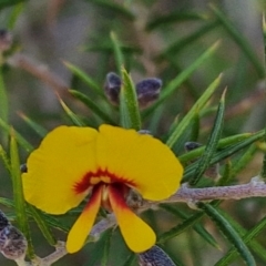 Dillwynia sieberi (Sieber's Parrot Pea) at Tallong, NSW - 3 Aug 2024 by trevorpreston