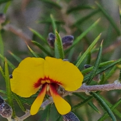 Dillwynia sieberi (Sieber's Parrot Pea) at Tallong, NSW - 3 Aug 2024 by trevorpreston