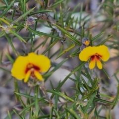 Dillwynia sieberi at Tallong, NSW - 3 Aug 2024 12:41 PM