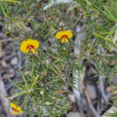 Dillwynia sieberi at Tallong, NSW - 3 Aug 2024 12:41 PM