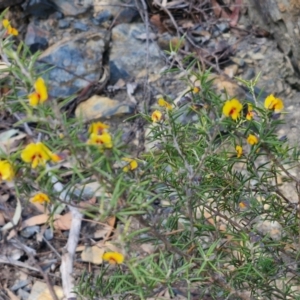 Dillwynia sieberi at Tallong, NSW - 3 Aug 2024 12:41 PM