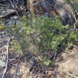 Dillwynia sieberi at Tallong, NSW - 3 Aug 2024 12:41 PM