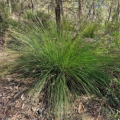 Lepidosperma urophorum (Tailed Rapier-sedge) at Tallong, NSW - 3 Aug 2024 by trevorpreston