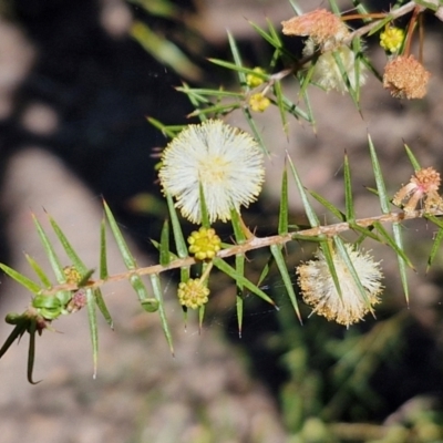 Acacia ulicifolia (Prickly Moses) at Tallong, NSW - 3 Aug 2024 by trevorpreston