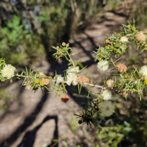 Acacia ulicifolia at Tallong, NSW - 3 Aug 2024 12:33 PM