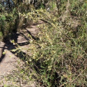 Acacia ulicifolia at Tallong, NSW - 3 Aug 2024