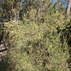 Acacia ulicifolia at Tallong, NSW - 3 Aug 2024