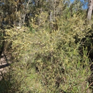 Acacia ulicifolia at Tallong, NSW - 3 Aug 2024