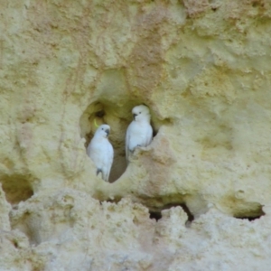 Cacatua galerita at Murbko, SA - 14 May 2016