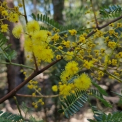 Acacia terminalis (Sunshine Wattle) at Tallong, NSW - 3 Aug 2024 by trevorpreston