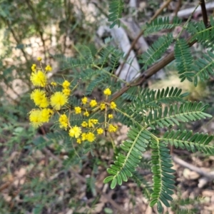 Acacia terminalis at Tallong, NSW - 3 Aug 2024