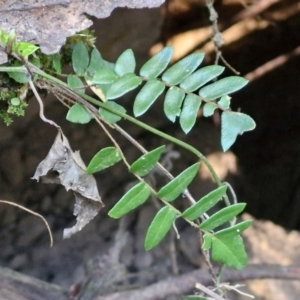 Pellaea nana at Tallong, NSW - 3 Aug 2024