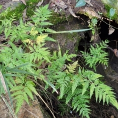 Pteris tremula (Tender Brake) at Tallong, NSW - 3 Aug 2024 by trevorpreston