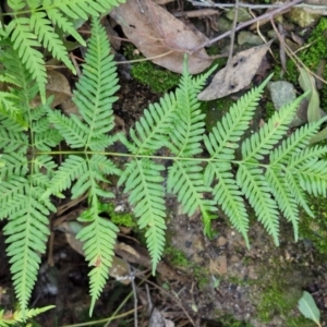 Pteris tremula at Tallong, NSW - 3 Aug 2024