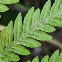 Pteris tremula at Tallong, NSW - 3 Aug 2024