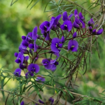 Hardenbergia violacea (False Sarsaparilla) at Tallong, NSW - 3 Aug 2024 by trevorpreston