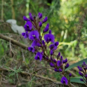 Hardenbergia violacea at Tallong, NSW - 3 Aug 2024