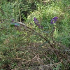 Hardenbergia violacea at Tallong, NSW - 3 Aug 2024 12:29 PM