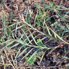 Stypandra glauca (Nodding Blue Lily) at Tallong, NSW - 3 Aug 2024 by trevorpreston