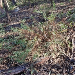 Stypandra glauca at Tallong, NSW - 3 Aug 2024