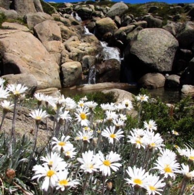 Celmisia costiniana (Costin's Snow Daisy) at Munyang, NSW - 29 Dec 2015 by MB