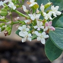 Platysace lanceolata (Shrubby Platysace) at Tallong, NSW - 3 Aug 2024 by trevorpreston