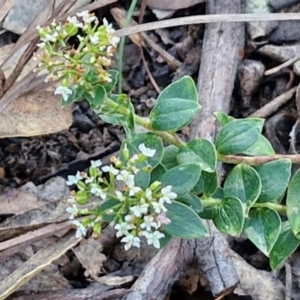 Platysace lanceolata at Tallong, NSW - 3 Aug 2024 12:27 PM