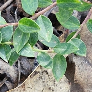 Platysace lanceolata at Tallong, NSW - 3 Aug 2024 12:27 PM