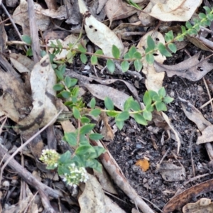 Platysace lanceolata at Tallong, NSW - 3 Aug 2024 12:27 PM