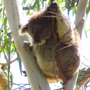 Phascolarctos cinereus at Kennett River, VIC - 17 Nov 2015 01:12 PM