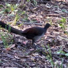 Menura novaehollandiae (Superb Lyrebird) at Tallong, NSW - 3 Aug 2024 by trevorpreston