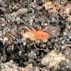 Trombidiidae (family) at Tallong, NSW - 3 Aug 2024