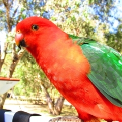 Alisterus scapularis (Australian King-Parrot) at Kennett River, VIC - 17 Nov 2015 by MB