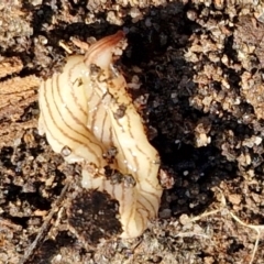 Fletchamia quinquelineata (Five-striped flatworm) at Tallong, NSW - 3 Aug 2024 by trevorpreston