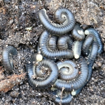 Spirobolida (order) (Spirobolid millipede) at Tallong, NSW - 3 Aug 2024 by trevorpreston