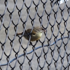 Sericornis frontalis (White-browed Scrubwren) at Pomonal, VIC - 22 Nov 2015 by MB