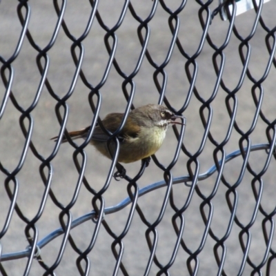 Sericornis frontalis (White-browed Scrubwren) at Pomonal, VIC - 22 Nov 2015 by MB