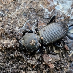 Cardiothorax sp. (genus) (Darkling Beetle) at Morton National Park (CNM portion) - 3 Aug 2024 by trevorpreston