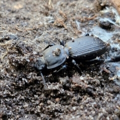 Cardiothorax sp. (genus) at Tallong, NSW - 3 Aug 2024