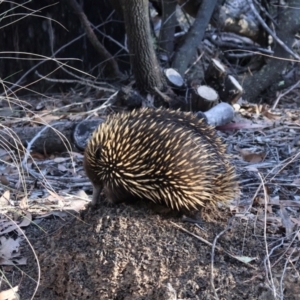 Tachyglossus aculeatus at Bruce, ACT - 3 Aug 2024