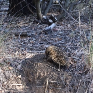 Tachyglossus aculeatus at Bruce, ACT - 3 Aug 2024