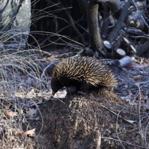 Tachyglossus aculeatus at Bruce, ACT - 3 Aug 2024