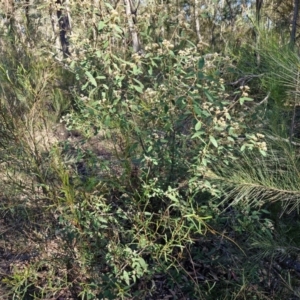 Pomaderris andromedifolia subsp. andromedifolia at Tallong, NSW - 3 Aug 2024 12:14 PM