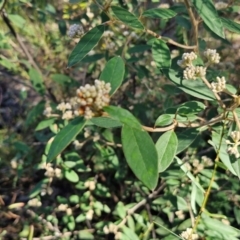 Pomaderris andromedifolia subsp. andromedifolia at Tallong, NSW - 3 Aug 2024 12:14 PM