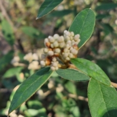 Pomaderris andromedifolia subsp. andromedifolia at Tallong, NSW - 3 Aug 2024 12:14 PM