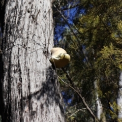 Laetiporus portentosus (White Punk) at Bruce, ACT - 3 Aug 2024 by Clarel