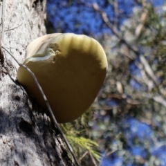 Laetiporus portentosus at Bruce, ACT - 3 Aug 2024