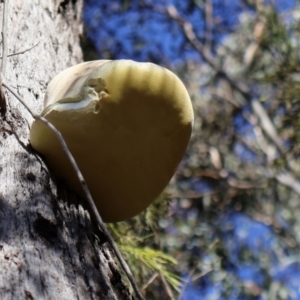 Laetiporus portentosus at Bruce, ACT - 3 Aug 2024