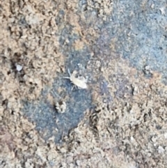 Collembola (class) (Springtail) at Tallong, NSW - 3 Aug 2024 by trevorpreston