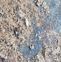 Collembola (class) at Tallong, NSW - 3 Aug 2024 12:12 PM